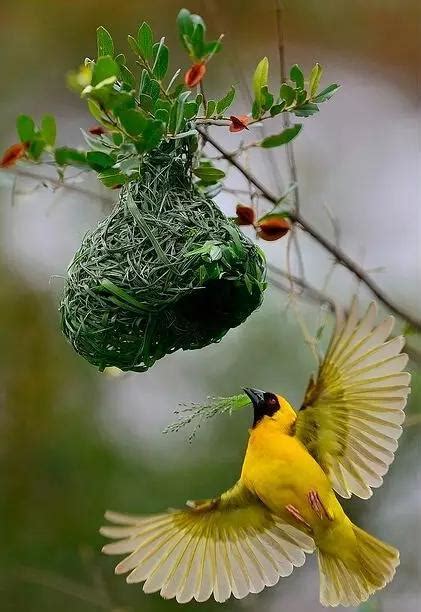 傳統智慧 小鳥築巢在家